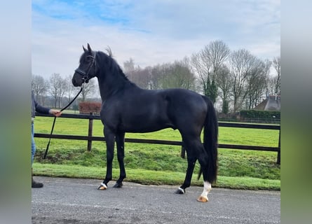 KWPN, Stallion, 3 years, 16,1 hh, Black