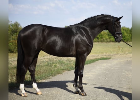 KWPN, Stallion, 3 years, 16,1 hh, Black