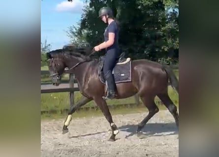 KWPN, Stallion, 3 years, 16,1 hh, Black