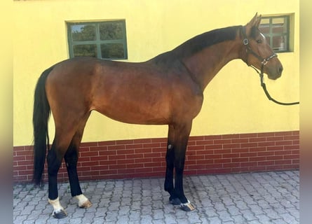 KWPN, Stallion, 3 years, 16,1 hh, Brown