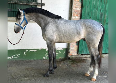 KWPN, Stallion, 3 years, 16,1 hh, Gray