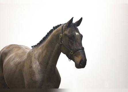 KWPN, Stallion, 3 years, 16,1 hh, Smoky-Black