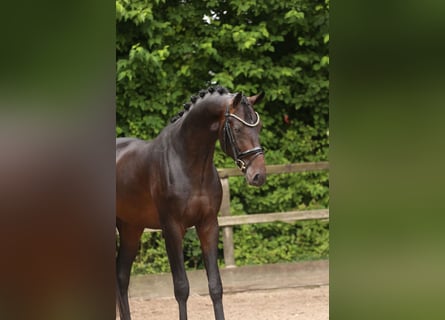 KWPN, Stallion, 3 years, 16,2 hh, Bay-Dark