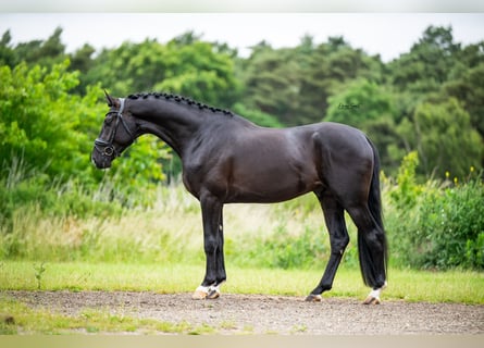 KWPN, Stallion, 3 years, 16,2 hh, Black
