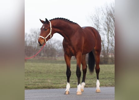 KWPN, Stallion, 3 years, 16,2 hh, Brown