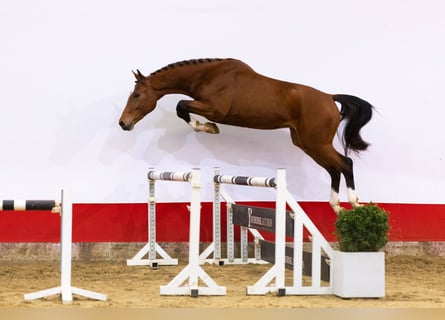 KWPN, Stallion, 3 years, 16,2 hh, Brown