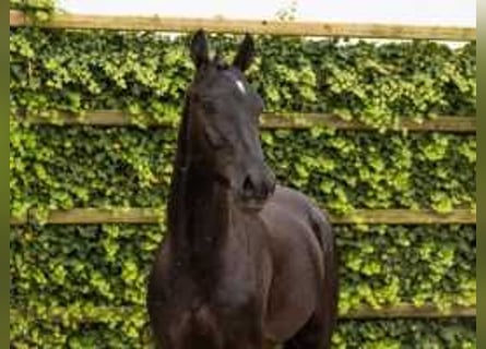 KWPN, Hengst, 3 Jahre, 17 hh, Rappe