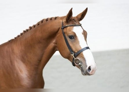 KWPN, Stallion, 3 years, 17 hh, Brown