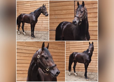 KWPN, Stallion, 3 years, Bay-Dark