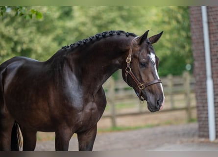 KWPN, Stallion, 3 years, Black