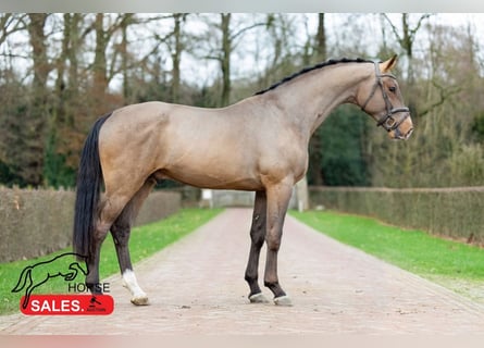 KWPN, Stallion, 3 years