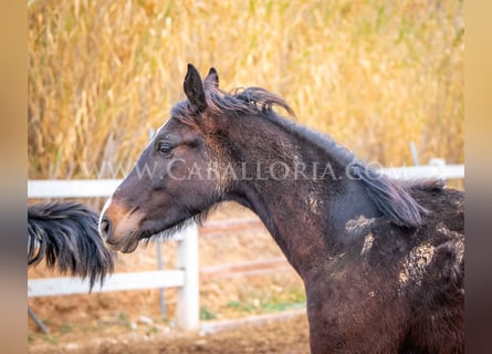 KWPN, Stallion, 4 years, 15,2 hh, Black