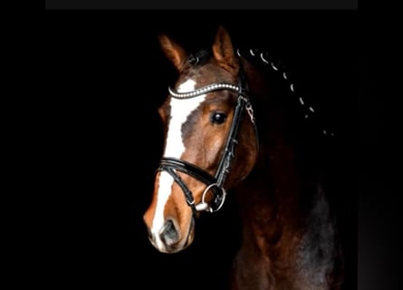 KWPN, Stallion, 4 years, 15.2 hh, Brown