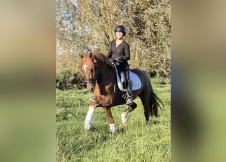 KWPN, Stallion, 4 years, 15,2 hh, Chestnut-Red