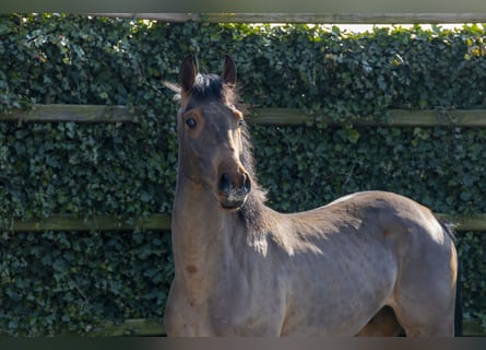 KWPN, Stallion, 4 years, 15,2 hh