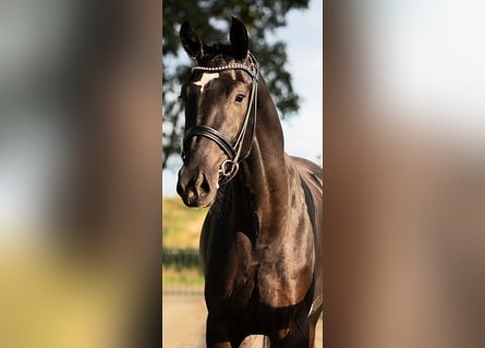 KWPN, Stallion, 4 years, 16,1 hh, Black