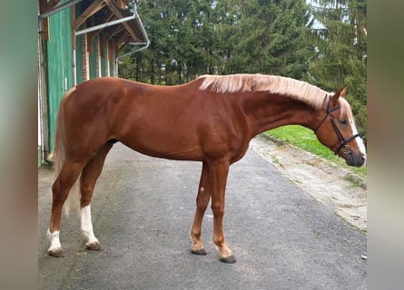 KWPN, Stallion, 4 years, 16.1 hh, Chestnut-Red