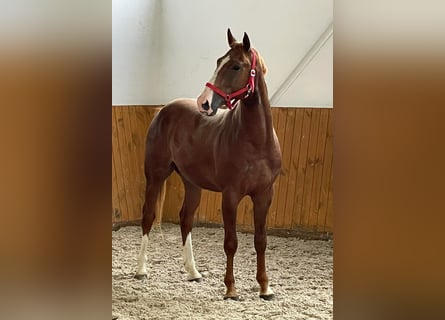 KWPN, Stallion, 4 years, 16.1 hh, Chestnut-Red