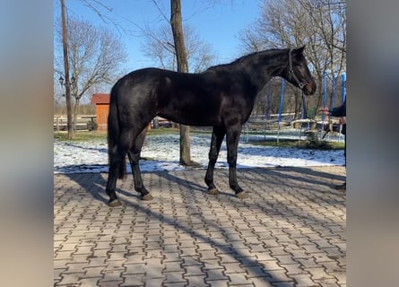 KWPN, Stallion, 4 years, 16,1 hh