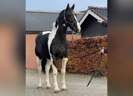 KWPN, Stallion, 4 years, 16.1 hh, Pinto