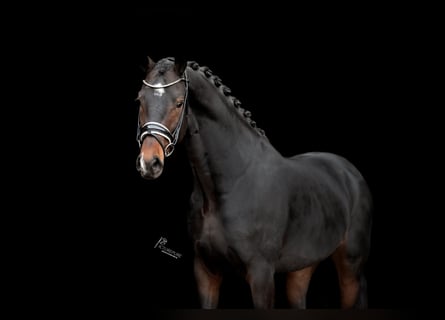 KWPN, Stallion, 4 years, 16,1 hh, Smoky-Black