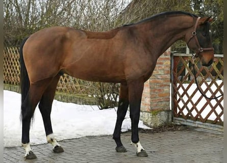 KWPN, Stallion, 4 years, 16.2 hh, Bay