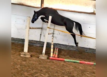 KWPN, Stallion, 4 years, 16.2 hh, Black