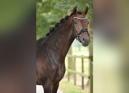 KWPN, Stallion, 4 years, 16,2 hh, Brown