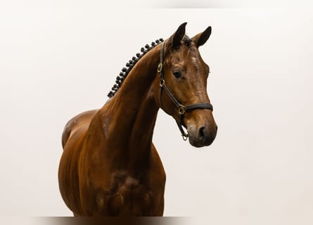 KWPN, Stallion, 4 years, 16,2 hh, Brown