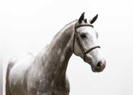 KWPN, Stallion, 4 years, 16,2 hh, Gray