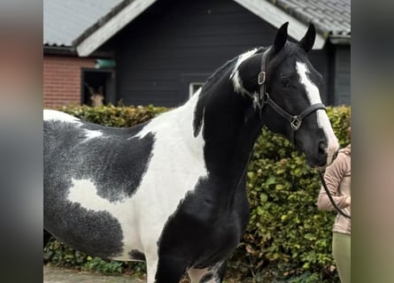KWPN, Stallion, 4 years, 16.2 hh, Pinto