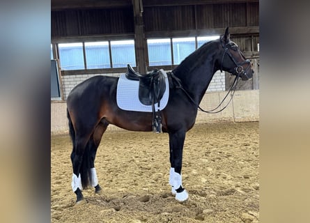 KWPN, Stallion, 4 years, 16,3 hh, Bay-Dark