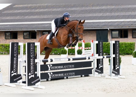 KWPN, Stallion, 4 years, 16 hh, Brown