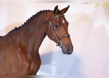 KWPN, Stallion, 4 years, 16,2 hh, Brown