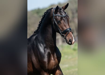KWPN, Stallion, 4 years, 16,2 hh