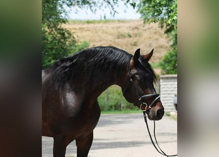 KWPN, Stallion, 4 years, 16,3 hh, Bay-Dark