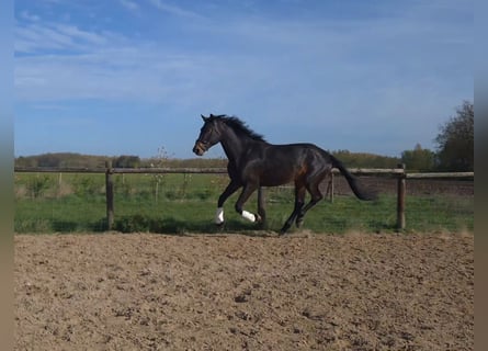 KWPN, Stallion, 4 years, 17.2 hh, Bay-Dark