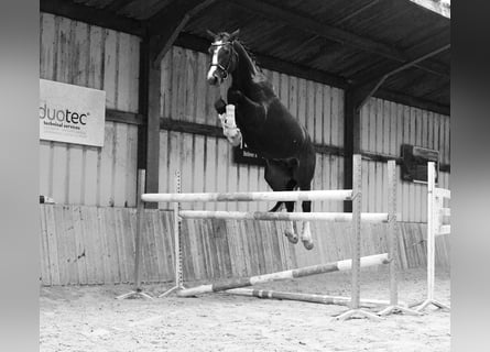 KWPN, Stallion, 4 years, 17 hh, Bay