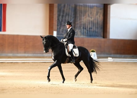 KWPN, Stallion, 4 years, 17 hh, Black