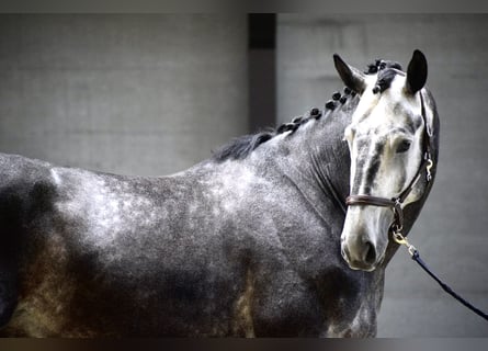 KWPN, Stallion, 4 years, 17 hh, Gray-Dark-Tan