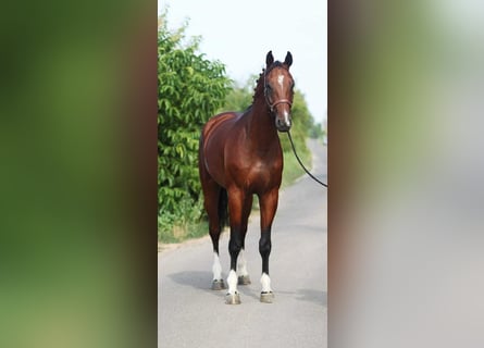 KWPN, Stallion, 4 years, Bay