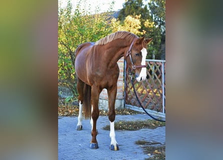 KWPN, Stallion, 4 years, Chestnut