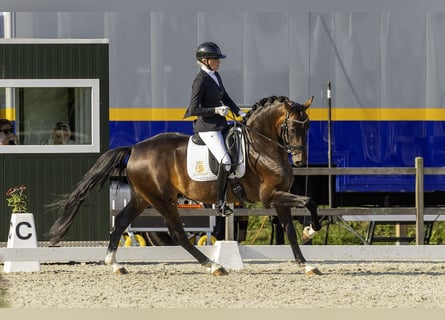 KWPN, Stallion, 5 years, 16,2 hh, Chestnut-Red