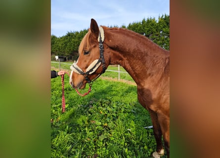 KWPN, Stallion, 5 years, 16,2 hh, Chestnut-Red