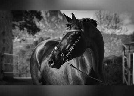 KWPN, Stallion, 5 years, 17.1 hh, Bay-Dark