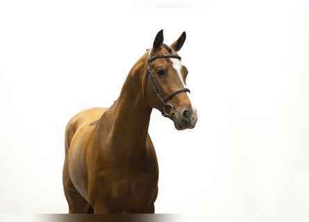 KWPN, Stallion, 6 years, 16,1 hh, Brown