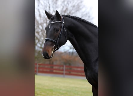 KWPN, Stallion, 8 years, 16,2 hh, Smoky-Black