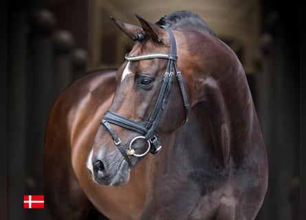 KWPN, Stallion, 22 years, 17 hh, Bay