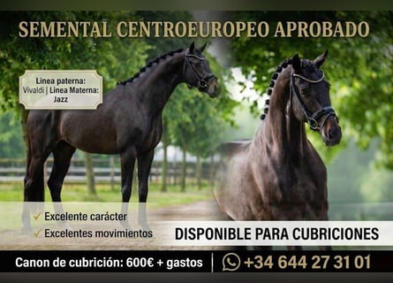 KWPN, Stallion, 5 years, 17 hh, Black