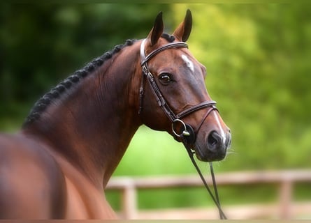 KWPN, Stallion, 23 years, 16,2 hh, Brown